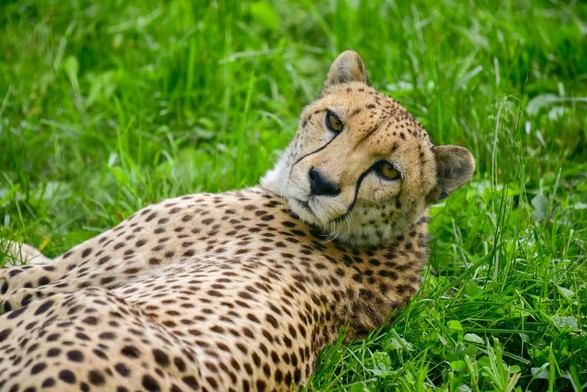 Azure Generated Description:
a cheetah lying in the grass (58.97% confidence)
---------------
Azure Generated Tags:
grass (99.90% confidence)
animal (99.83% confidence)
big cat (99.72% confidence)
mammal (99.64% confidence)
outdoor (99.42% confidence)
terrestrial animal (98.81% confidence)
wildlife (98.26% confidence)
cheetah (98.05% confidence)
big cats (96.66% confidence)
plant (93.12% confidence)
leopard (92.36% confidence)
jaguar (90.84% confidence)
safari (90.55% confidence)
african leopard (85.96% confidence)
snout (84.88% confidence)
felidae (84.67% confidence)
field (83.36% confidence)
grassy (63.28% confidence)