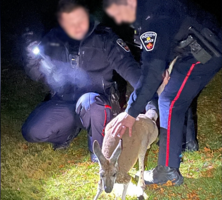 Officers with Durham police can be seen apprehending the escaped kangaroo. (Durham police)