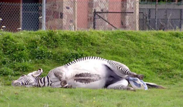 A zebra giving birth