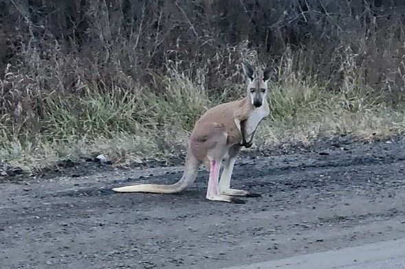 Azure Generated Description:
a kangaroo with a pink cone (30.75% confidence)
---------------
Azure Generated Tags:
animal (99.96% confidence)
outdoor (99.94% confidence)
mammal (99.89% confidence)
kangaroo (99.61% confidence)
ground (97.96% confidence)
macropodidae (94.22% confidence)
wildlife (92.74% confidence)
marsupial (90.90% confidence)
terrestrial animal (87.45% confidence)
red kangaroo (87.09% confidence)
standing (60.73% confidence)