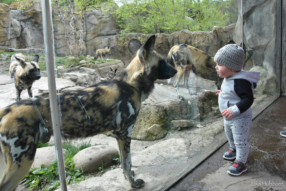 Azure Generated Description:
a child standing next to a group of animals (41.55% confidence)
---------------
Azure Generated Tags:
wild dog (99.12% confidence)
zoo (96.78% confidence)
outdoor (96.18% confidence)
dog (93.13% confidence)
clothing (89.53% confidence)
snout (87.37% confidence)
person (82.69% confidence)
ground (80.56% confidence)
grass (75.36% confidence)
standing (73.86% confidence)
young (68.28% confidence)
boy (57.71% confidence)
rock (54.27% confidence)