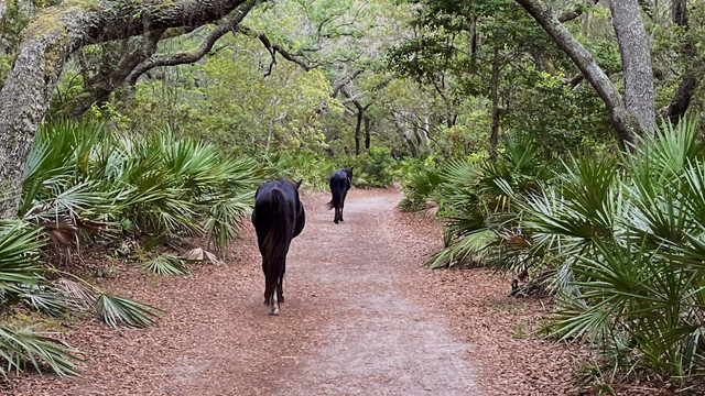On a warm spring day on Cumberland Island, Georgia, two wild horses, mosey along ahead of me beneath the canopy of live oaks, moss and palmettos.