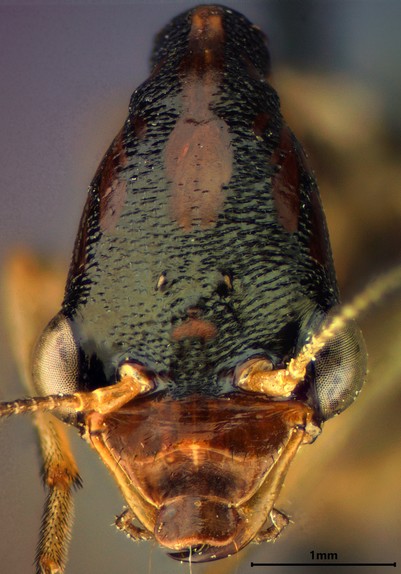 Top view of the head of a snakefly.