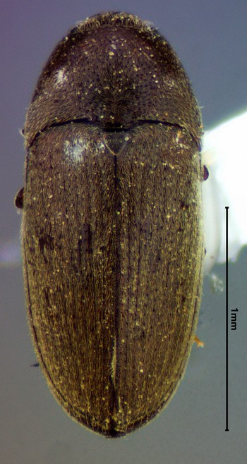 Dorsal view of a brown small false click beetle.