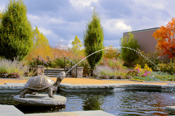 A fountain where a sculpted turtle is projecting a stream of water from its mouth that moves from the left to the right as a steady stream before becoming large droplets that splash into the water below. Green trees are in the background along with a red deciduous tree on the right side. Pink, yellow and red flowers are in the background alongside a small set of stairs. The sky is cloudy with a muted violet tone. A brick building is visible on the right side behind an orange tree in autumn.