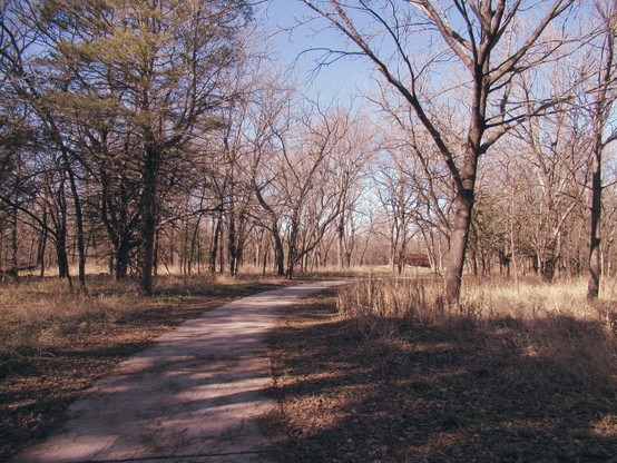Winter park scene. Shaded sidewalk slightly covered with leaves, most trees are bare, the sky is pale blue, yellow prairie grass.