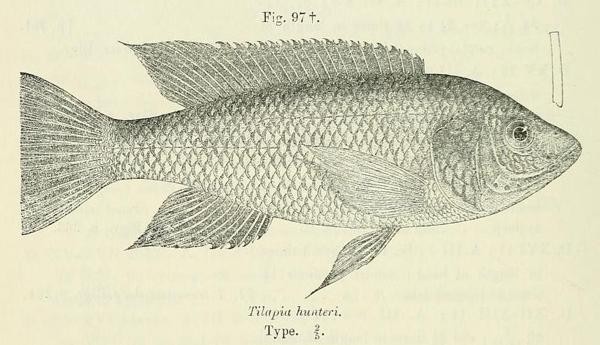 A picture of Oreochromis hunteri
More info and attribution: https://commons.wikimedia.org/wiki/File:Oreochromis%20hunteri.jpg