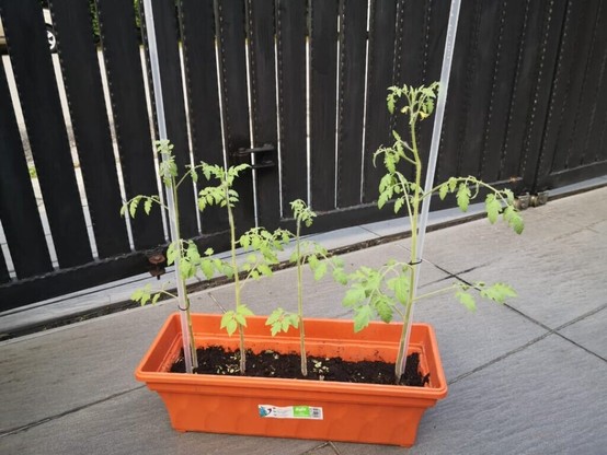 Hello, can anyone tell me if the flower on the left is doing all right? It looked like the flower on the right a few days ago and now its closing up. Thx in advance