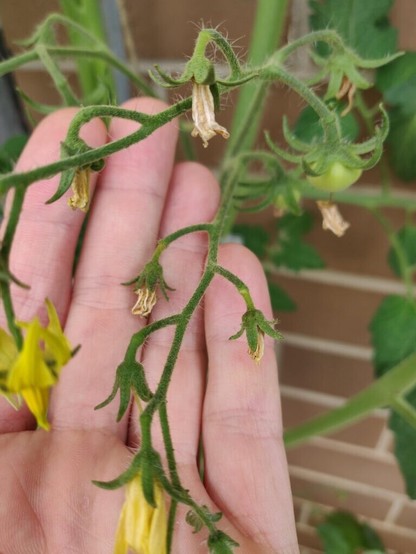 Flowers dying after fruit set