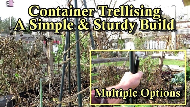An Inexpensive Container Trellising & Staking Design for Light and Heavy Crops: It Won't Fall Over!