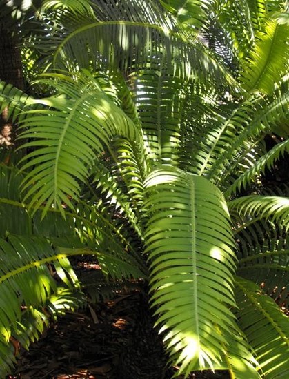 A picture of Dioon holmgrenii
More info and attribution: https://commons.wikimedia.org/wiki/File:Dioonholmgrenii.jpg
