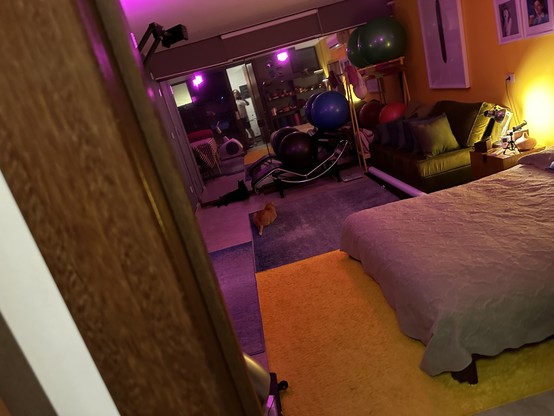 A room with soft magenta and orange light , a bed, a yellow carpet and two cats in the back