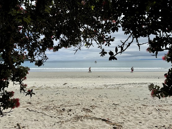 Shade provided by the dense leaves of a pōhutukawa tree