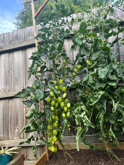 My tomatoes seem to be taking a long time to ripen. Should I be concerned?