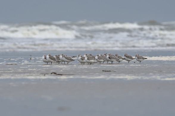 Een twintigtal drieteenstrandlopers staat op op een pootje op het strand vlakbij de branding. De snavels zitten weggestopt tussen de vleugelveren. Op de achtergrond woeste branding. Het strand is nat, de lucht blauwgrijs.