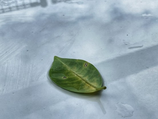 A single green leaf resting on a smooth, reflective surface.