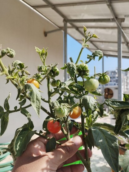 Help with my tomatoes.