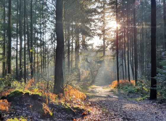 Sunlight coming through pine trees with mosses and ferns in the under layer.