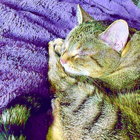 Most of a brown tabby cat is curled into close proximity, with chin on paws and black ringed tail approaching.