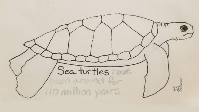 Ink drawing of a sea turtle. Text reads "sea turtles have been around for 110 million years".
