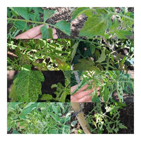 Symptoms: black spots/discoloration, stunted growth, tiny new leaves and leave curling. 😢 I have applied a balanced foliar spray to combat nutrient issue. Tomorrow they will all receive Bordeaux Mix ( Copper Sulphate) Advice? Am I on the right track?