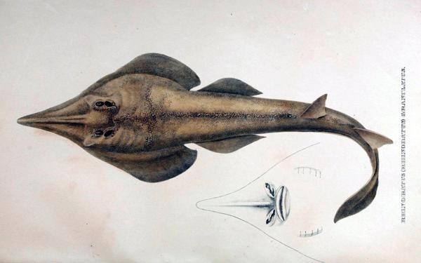 A picture of Glaucostegus granulatus
More info and attribution: https://commons.wikimedia.org/wiki/File:Rhinobatos%20granulatus.jpg