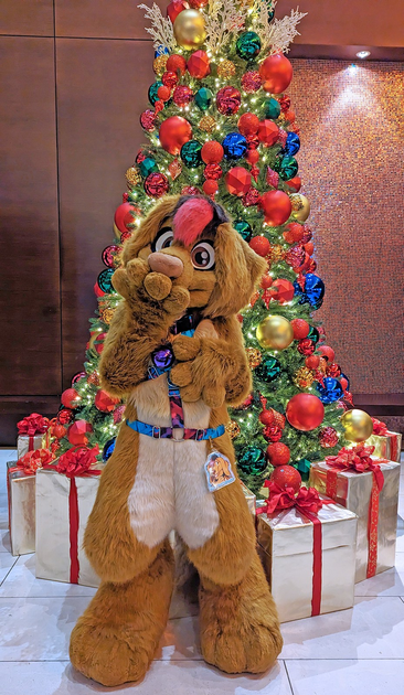 Dachshund fursuiter standing in front of a Christmas tree and present boxes in the Hyatt Regency O'Hare hotel. They are wearing a harness and a bell collar. Alex is standing posed with their left paw up, resting on their chest, with their other paw up by their mouth, as if pleasantly surprised.