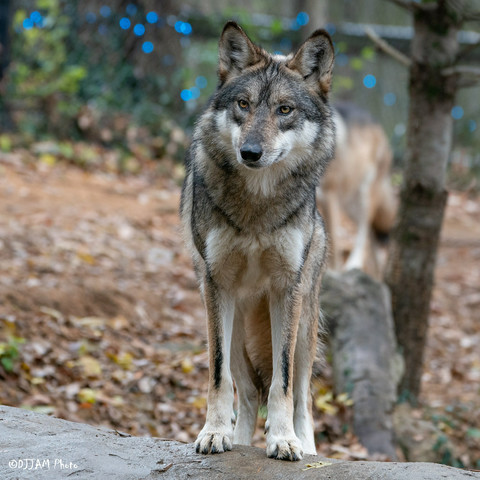 Azure Generated Description:
a wolf standing in a forest (40.64% confidence)
---------------
Azure Generated Tags:
animal (99.98% confidence)
mammal (99.97% confidence)
outdoor (99.58% confidence)
wolf (99.50% confidence)
canis (96.26% confidence)
ground (95.36% confidence)
tree (94.12% confidence)
coyote (92.26% confidence)
wolfdog (92.23% confidence)
red wolf (89.93% confidence)
wildlife (89.77% confidence)
terrestrial animal (88.72% confidence)
snout (87.30% confidence)
canis lupus tundrarum (84.74% confidence)
standing (80.79% confidence)
dog (75.59% confidence)