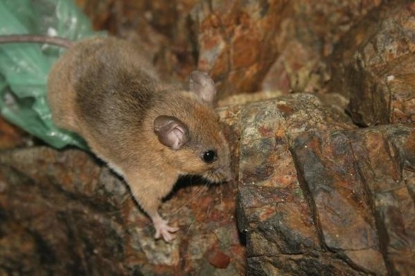 A picture of Peromyscus madrensis
More info and attribution: https://commons.wikimedia.org/wiki/File:INaturalist%20photo%203447351.jpg