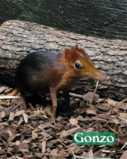Azure Generated Description:
a brown animal with a long beak (34.87% confidence)
---------------
Azure Generated Tags:
animal (99.89% confidence)
mammal (99.86% confidence)
ground (94.85% confidence)
rodent (92.71% confidence)
outdoor (92.68% confidence)
shrew (71.79% confidence)
wildlife (58.61% confidence)