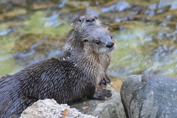 Azure Generated Description:
two otters on rocks (48.31% confidence)
---------------
Azure Generated Tags:
animal (100.00% confidence)
mammal (99.98% confidence)
otter (96.70% confidence)
outdoor (96.35% confidence)
terrestrial animal (94.86% confidence)
mustelidae (93.79% confidence)
north american river otter (92.45% confidence)
mustelinae (92.25% confidence)
marine mammal (91.78% confidence)
snout (90.96% confidence)
giant otter (88.48% confidence)
rock (87.41% confidence)
sea otter (85.40% confidence)
wildlife (61.46% confidence)