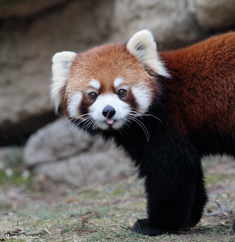Azure Generated Description:
a red panda walking (37.52% confidence)
---------------
Azure Generated Tags:
animal (99.99% confidence)
mammal (99.99% confidence)
lesser panda (99.85% confidence)
panda (98.86% confidence)
red panda (95.58% confidence)
terrestrial animal (95.22% confidence)
snout (92.74% confidence)
outdoor (88.90% confidence)
fur (87.82% confidence)
ground (86.20% confidence)
zoo (85.92% confidence)