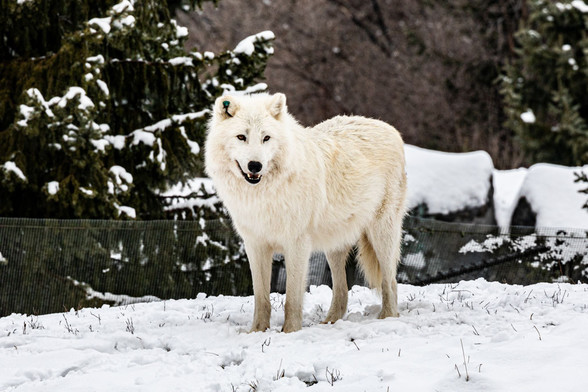 Azure Generated Description:
a white wolf in the snow (55.81% confidence)
---------------
Azure Generated Tags:
animal (99.94% confidence)
mammal (99.84% confidence)
outdoor (99.66% confidence)
snow (97.35% confidence)
wolf (95.73% confidence)
tree (95.72% confidence)
canis (90.81% confidence)
freezing (89.67% confidence)
winter (89.47% confidence)
snout (85.87% confidence)
dog (76.81% confidence)
standing (73.80% confidence)
covered (64.12% confidence)