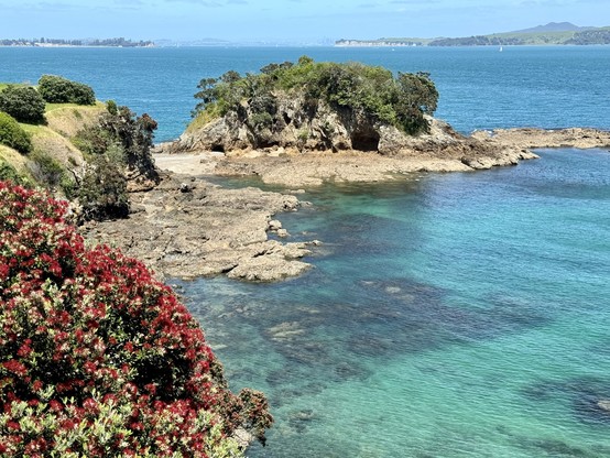 Red pōhutukawa flowers in bottom left corner; clear water next to a rocky outcrop; city & volcanic cone visible on horizon
