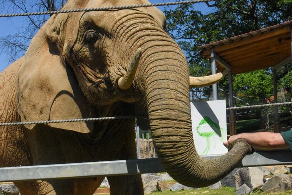 Azure Generated Description:
an elephant with tusks (51.40% confidence)
---------------
Azure Generated Tags:
elephant (99.67% confidence)
outdoor (99.62% confidence)
zoo (97.36% confidence)
elephants and mammoths (96.10% confidence)
asian elephant (95.37% confidence)
indian elephant (94.96% confidence)
fence (93.37% confidence)
sky (91.05% confidence)
tree (90.99% confidence)
terrestrial animal (90.93% confidence)
tusk (90.50% confidence)
african elephant (88.72% confidence)
plant (86.84% confidence)
person (75.82% confidence)
standing (70.52% confidence)
reaching (54.31% confidence)
enclosure (53.36% confidence)