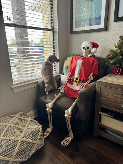 A mini dachshund standing on a leather chair looking back at a life size skeleton who is also sitting in the chair. The skeleton is wearing a t-shirt that looks like Santa’s jacket, and a Santa hat.