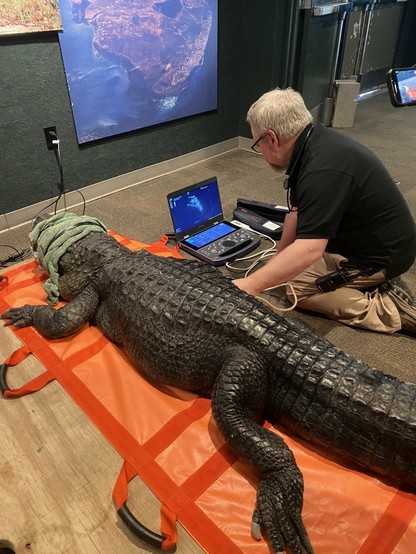 Azure Generated Description:
a man using a laptop on a dinosaur statue (44.09% confidence)
---------------
Azure Generated Tags:
crocodilian reptile (97.94% confidence)
indoor (95.91% confidence)
person (95.72% confidence)
reptile (95.61% confidence)
clothing (94.05% confidence)
crocodile (91.91% confidence)
crocodilia (86.62% confidence)
scaled reptile (84.90% confidence)
large (62.32% confidence)
floor (59.52% confidence)
alligator (48.06% confidence)