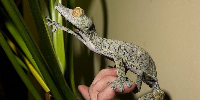 Azure Generated Description:
a lizard on a person's hand (58.89% confidence)
---------------
Azure Generated Tags:
reptile (98.28% confidence)
lizard (96.61% confidence)
scaled reptile (92.97% confidence)
wall (76.36% confidence)
person (65.04% confidence)
indoor (52.96% confidence)
wildlife (52.61% confidence)