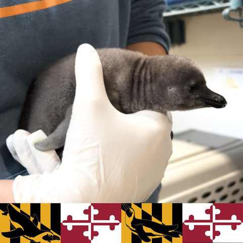 Azure Generated Description:
a baby koala bear (29.17% confidence)
---------------
Azure Generated Tags:
text (88.47% confidence)
penguin (86.73% confidence)
person (76.71% confidence)
indoor (71.63% confidence)