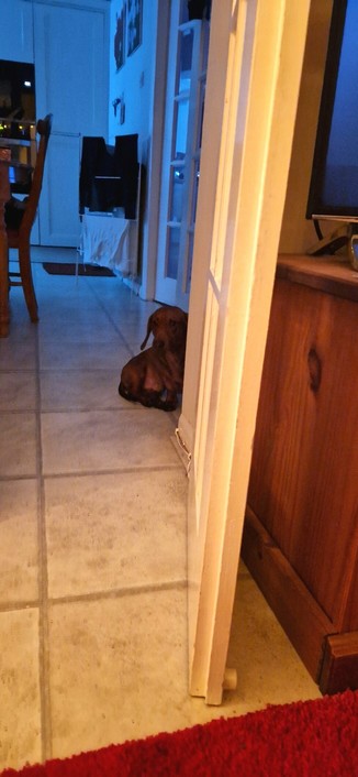 Rolo the Dachshund watching me watch the film.