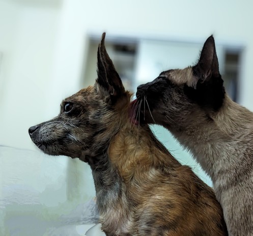 Close in on a Chihuahua being licked by a Siamese cat on the back of her head, seen from the side.