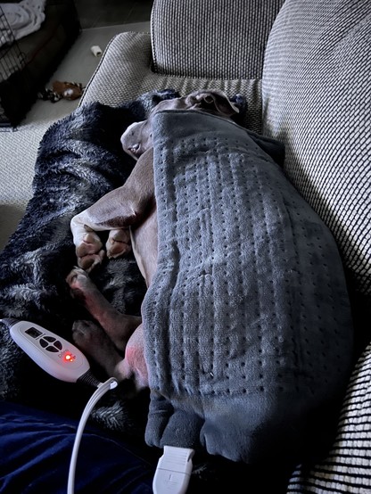 A dog lying on a couch, covered with a gray heated blanket, with a remote control in the foreground.