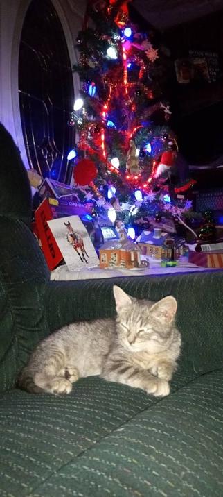 Pheonix, a grey/cream striped kitten is comfortably gaurding a small xmas tree, dutifully and without malice, she does not apperciate the flash.