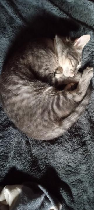 Pheonix refuses to uncurl from the bed #Caturday or no