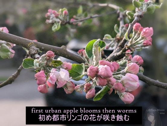 Pink apple blossom buds. With poem as in msg. at bottom.