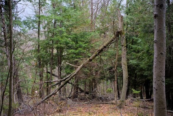 Beech bark disease at work