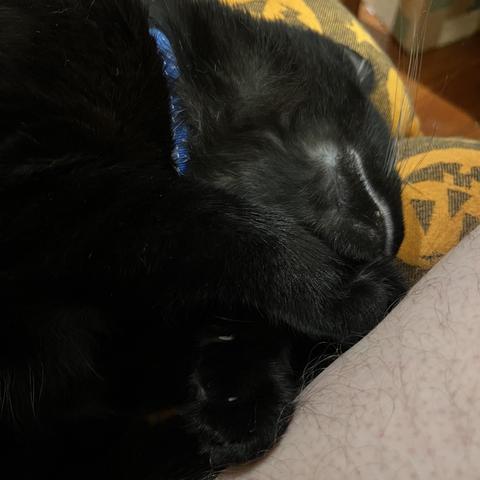 a black cat snuggles up next to a man's seated thigh to sleep
