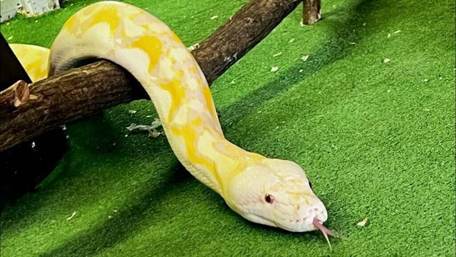 白大蛇のわんこラットチャレンジ！(ｱﾙﾋﾞﾉｱﾐﾒﾆｼｷﾍﾋﾞ)