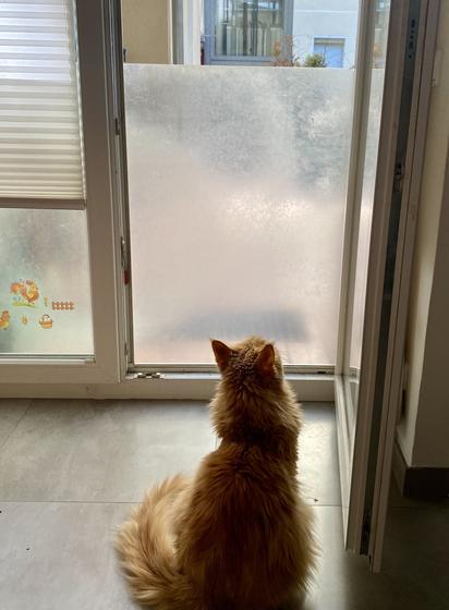 Offene Terrassentür mit opaker KOLON Fußbodenschutz-Matte damit die Katze nicht rausrennt