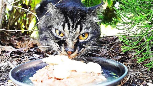猛暑日にサイベリアン？と噂の長毛猫にご飯をあげると・・・